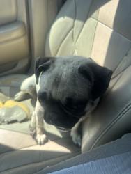 Lost Female Dog last seen Near long beach ave by the train, Los Angeles, CA 90011