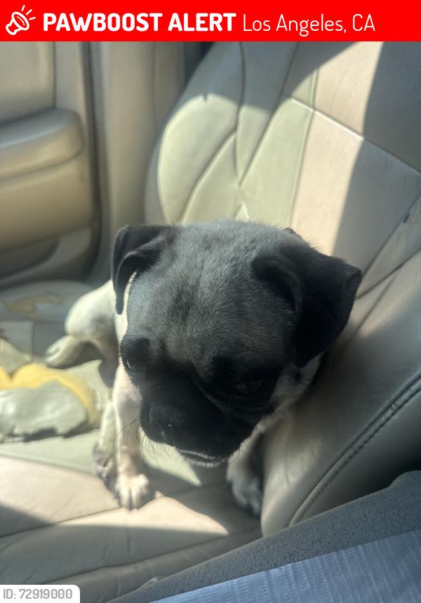 Lost Female Dog last seen Near long beach ave by the train, Los Angeles, CA 90011