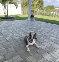 Reunited Male Dog last seen Near NE 11th Ter, Cape Coral, FL 33909