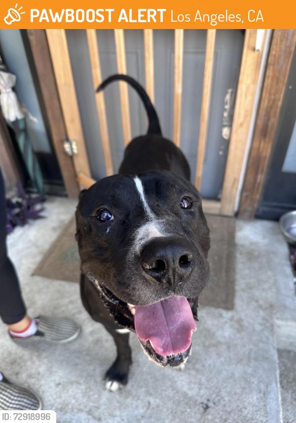 Found/Stray Male Dog last seen Near Filmore St, Arleta, ca , Los Angeles, CA 91331