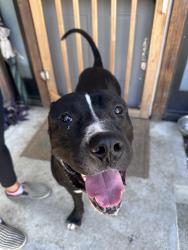 Found/Stray Male Dog last seen Near Filmore St, Arleta, ca , Los Angeles, CA 91331