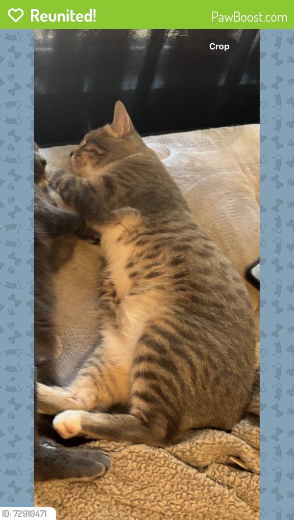 Reunited Male Cat last seen Near Hope st N , Saint Paul, MN 55106