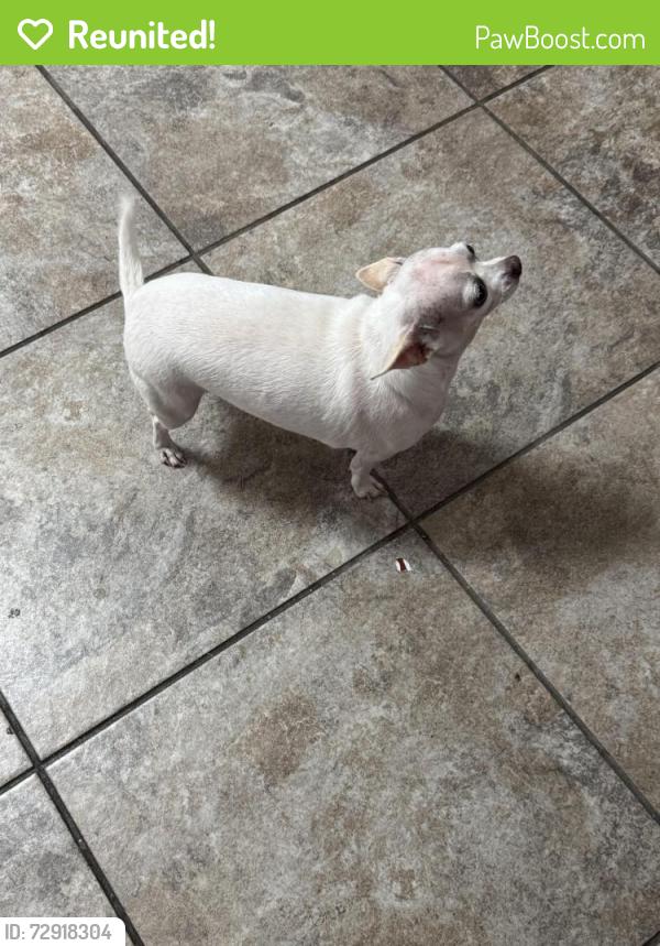 Reunited Female Dog last seen Santa Rosa dr , Haltom City, TX 76117