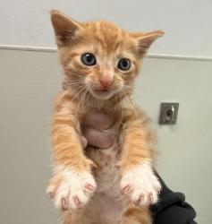Shelter Stray Male Cat last seen Florence Street, Imperial Beach, CA, 91932, San Diego, CA 92110