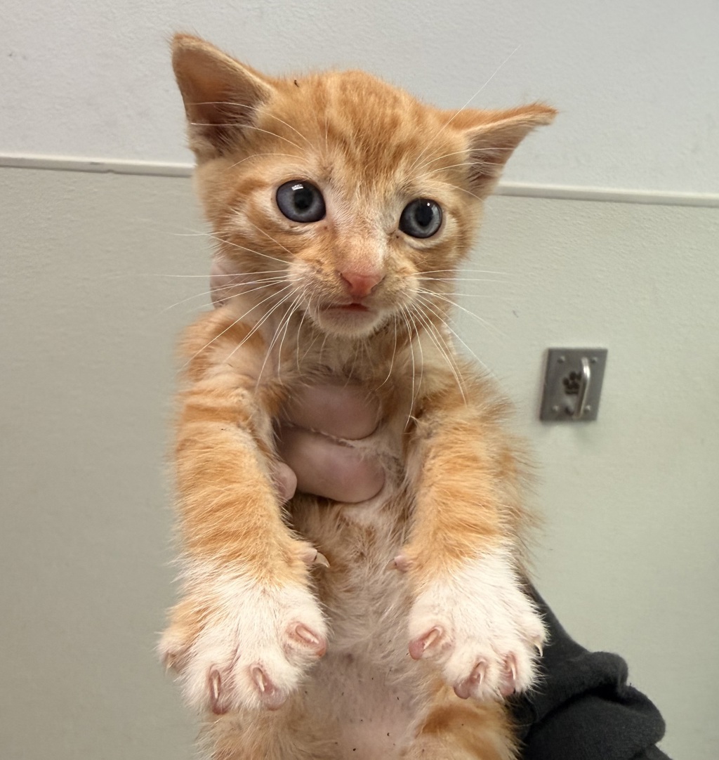Shelter Stray Male Cat last seen Florence Street, Imperial Beach, CA, 91932, San Diego, CA 92110