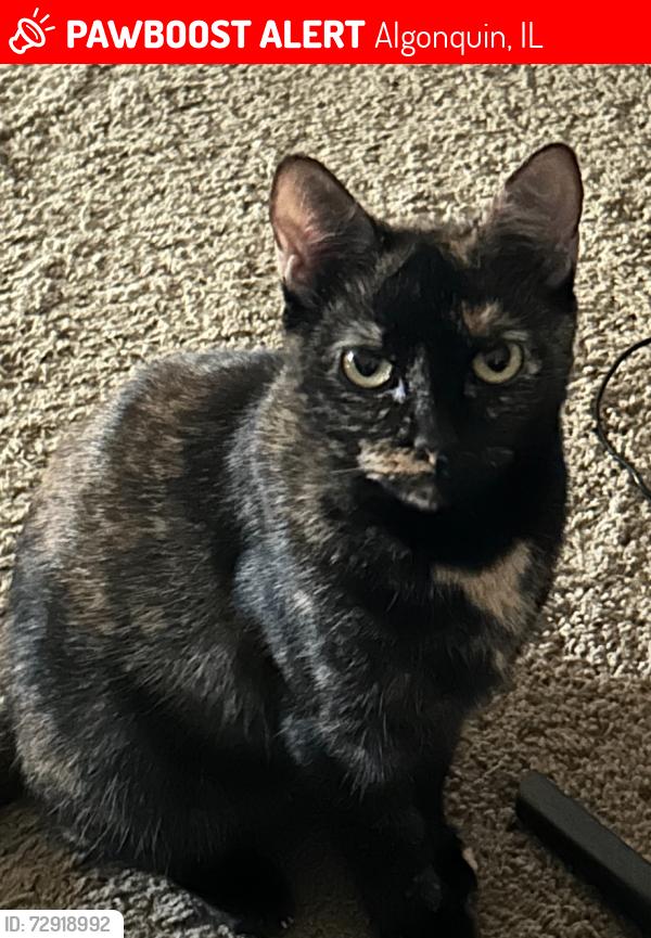 Lost Female Cat last seen Lehigh Ct. & North Harrison St., Algonquin, IL 60102