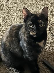 Lost Female Cat last seen Lehigh Ct. & North Harrison St., Algonquin, IL 60102