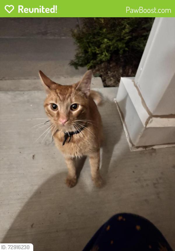Reunited Male Cat last seen Cross creek park, Fountain, CO 80817