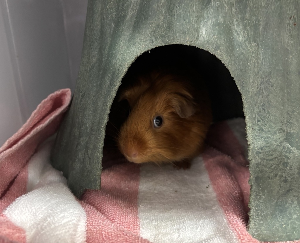 Shelter Stray Female Other last seen Near 25th Street, BROOKLYN, NY, 11232, New York, NY 10029