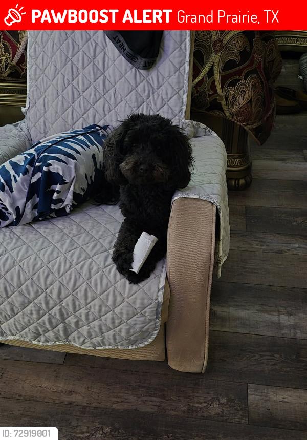 Lost Female Dog last seen Carrier, Grand Prairie, TX 75052