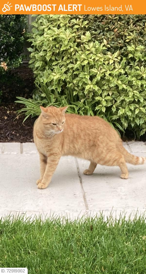 Found/Stray Unknown Cat last seen 55+ community on Algonkian Pkwy and Whitewater, Lowes Island, VA 20165