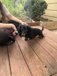 Found/Stray Female Dog last seen High rd and Sharon rd, Tallahassee, FL 32303