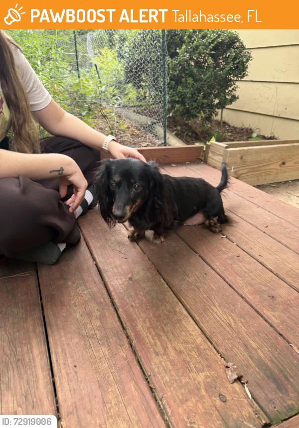 Found/Stray Female Dog last seen High rd and Sharon rd, Tallahassee, FL 32303