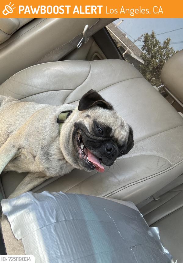 Found/Stray Female Dog last seen Mayflower glass inc, Los Angeles, CA 90011