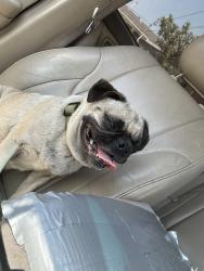Found/Stray Female Dog last seen Mayflower glass inc, Los Angeles, CA 90011