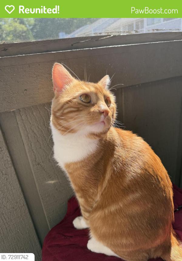 Reunited Male Cat last seen Lakeside Retreat apmts at Peachtree Corners, Peachtree Corners, GA 30092