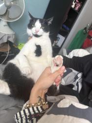 Lost Male Cat last seen Toronto road shop end, Thurrock, England RM18 7EN
