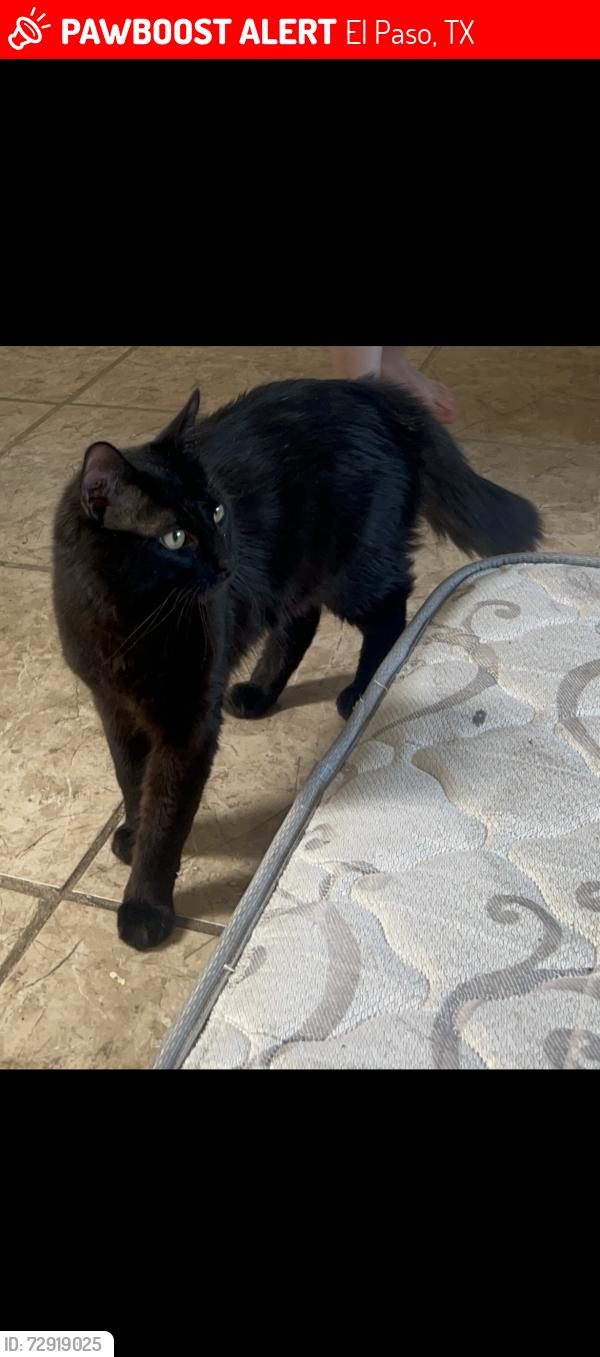 Lost Male Cat last seen Sun Hallow apmts , El Paso, TX 79936