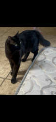 Lost Male Cat last seen Sun Hallow apmts , El Paso, TX 79936