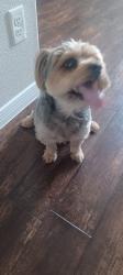Reunited Male Dog last seen Zaragoza road 79938 (Vista Market), El Paso County, TX 79928