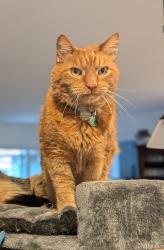 Reunited Male Cat last seen SW cresmer and Garrett , Tigard, OR 97223