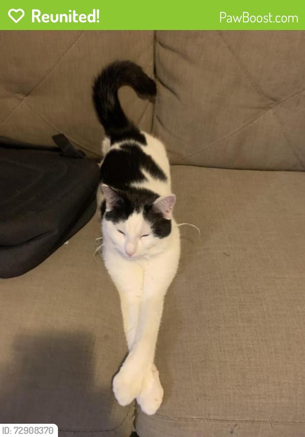 Reunited Male Cat last seen Down the street from the 5 way intersection on Elm St, Saco, Saco, ME 04072