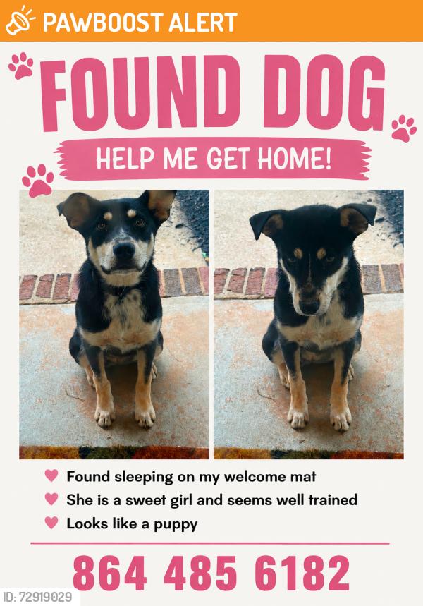 Found/Stray Female Dog last seen Red fox in Chesnee, SC. , Spartanburg County, SC 29323