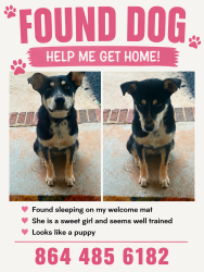 Found/Stray Female Dog last seen Red fox in Chesnee, SC. , Spartanburg County, SC 29323