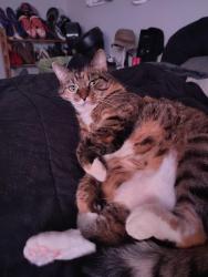Reunited Female Cat last seen In woods behind townhouse, Woodbury, MN 55129