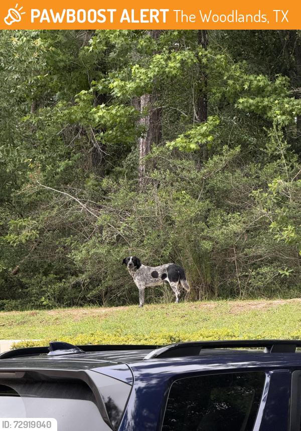 Found/Stray Male Dog last seen Woodlands Parkway and Kuykendahl Road, The Woodlands, TX 77381