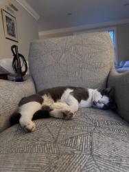 Reunited Male Cat last seen West street , Lunenburg, MA 01462