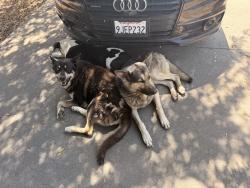 Found/Stray Male Dog last seen F street and 34th, San Bernardino, CA 92405