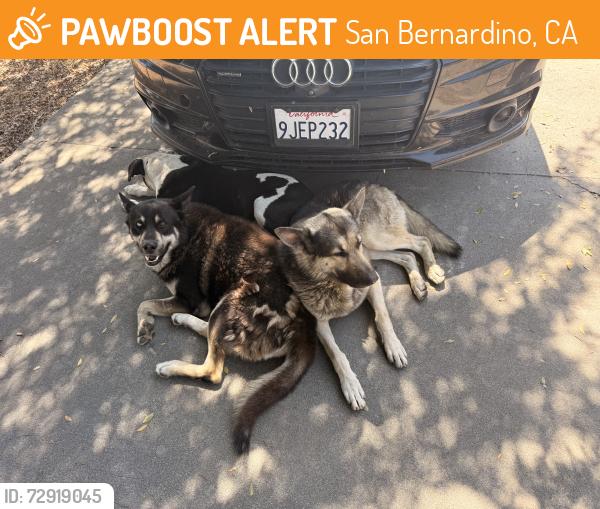 Found/Stray Male Dog last seen F street and 34th, San Bernardino, CA 92405