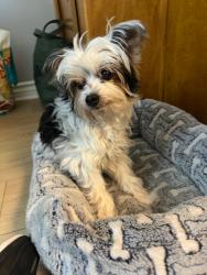 Found/Stray Female Dog last seen Fairmount ave and Alta Canada , La Cañada Flintridge, CA 91011