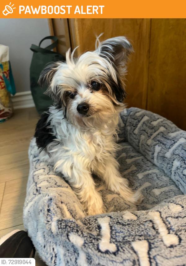 Found/Stray Female Dog last seen Fairmount ave and Alta Canada , La Cañada Flintridge, CA 91011