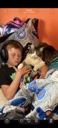Reunited Male Cat last seen Kiowa rd , Apple Valley, CA 92308