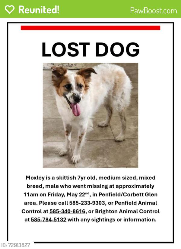 Reunited Male Dog last seen Crittenden Road, Penfield, NY 14526