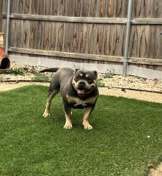 Reunited Female Dog last seen 82nd and University , Lubbock, TX 79423