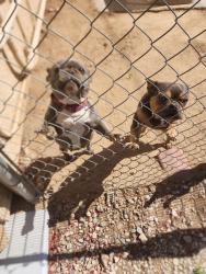 Reunited Male Dog last seen I AND MAIN ST , Hesperia, CA 92345