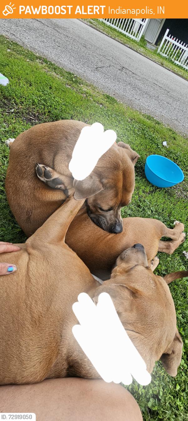 Found/Stray Female Dog last seen Collier St. And Mooresville Rd. , Indianapolis, IN 46221