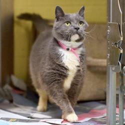 Shelter Stray Female Cat last seen , Memphis, TN 38133