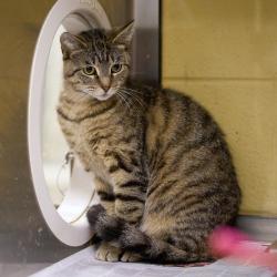 Shelter Stray Female Cat last seen , Memphis, TN 38133
