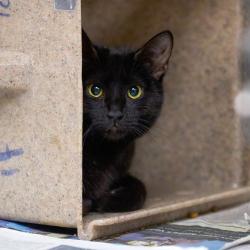Shelter Stray Female Cat last seen , Memphis, TN 38133