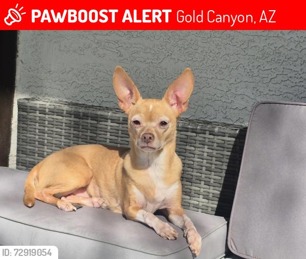Lost Female Dog last seen Alameda Rd and Jacaranda Rd, Gold Canyon, AZ 85118