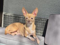 Lost Female Dog last seen Alameda Rd and Jacaranda Rd, Gold Canyon, AZ 85118