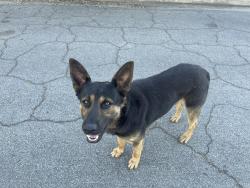 Found/Stray Male Dog last seen Race, Visalia, CA 93291