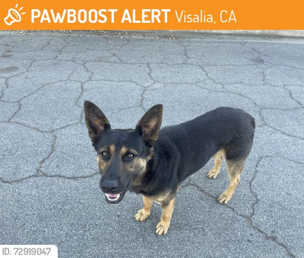 Found/Stray Male Dog last seen Race, Visalia, CA 93291