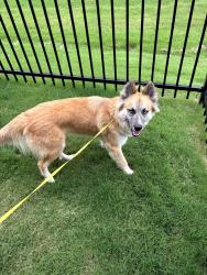 Found/Stray Female Dog last seen Cedar creek Highschool, Cedar Creek, TX 78612