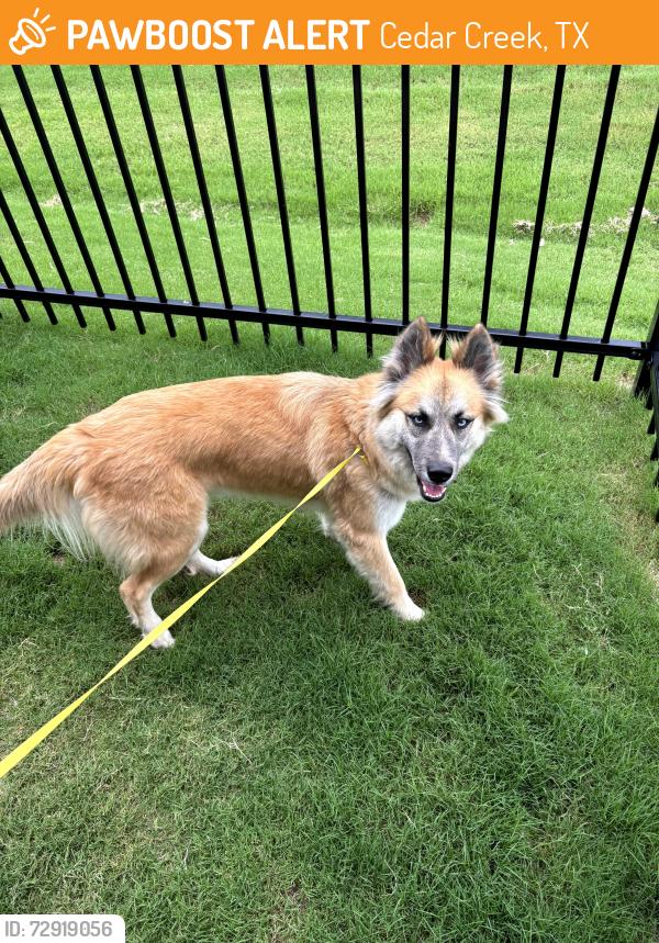 Found/Stray Female Dog last seen Cedar creek Highschool, Cedar Creek, TX 78612