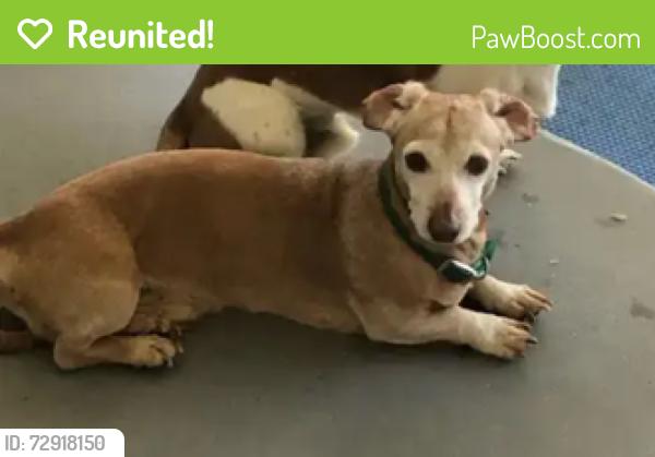 Reunited Male Dog last seen Fry Ln and Belhaven St, Hayward, CA 94545